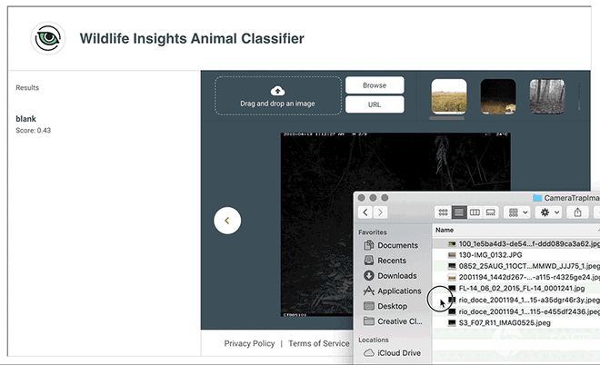 泛亚电竞Google AI帮忙识别野生动物照片省下3000倍作业时间(图2)