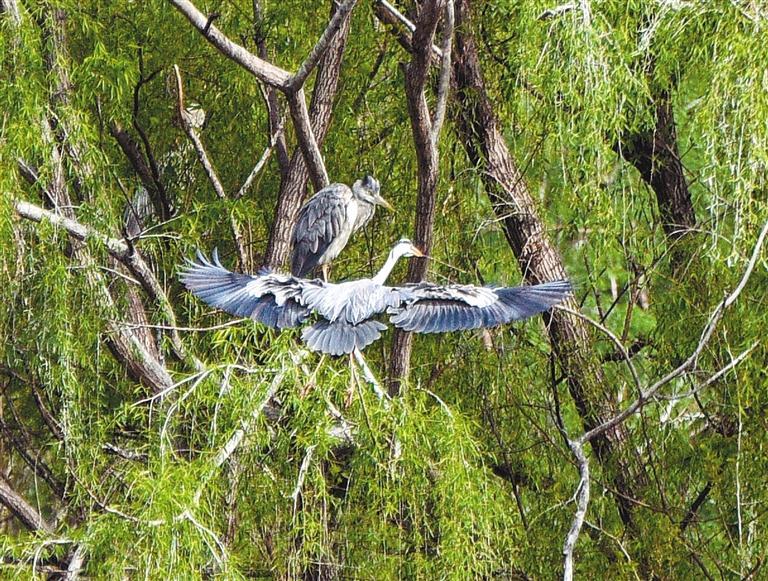 泛亚电竞记者探访西安浐灞国家湿地公园“追鸟人”：8年拍下超5万张照片 练就“听音辨鸟”绝技(图2)