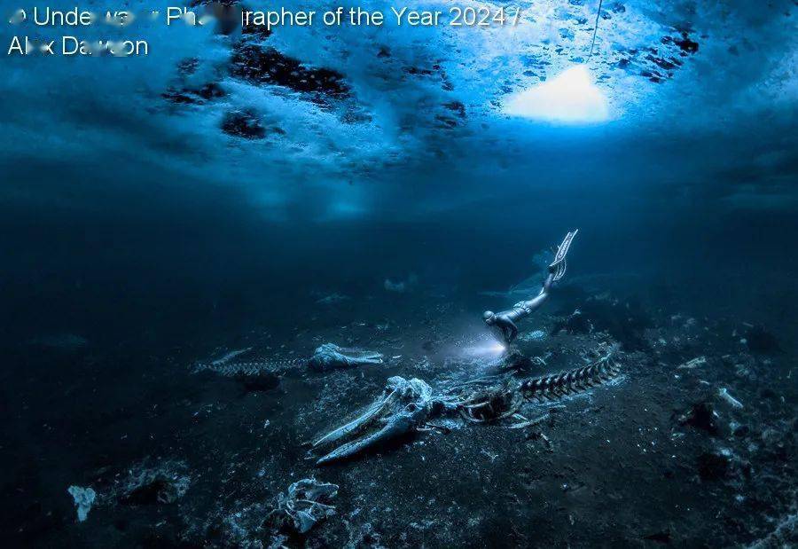 Underwater Photogra9博体育ph of the Year 2024 年度水下摄影师获奖作品集新鲜出炉！(图1)