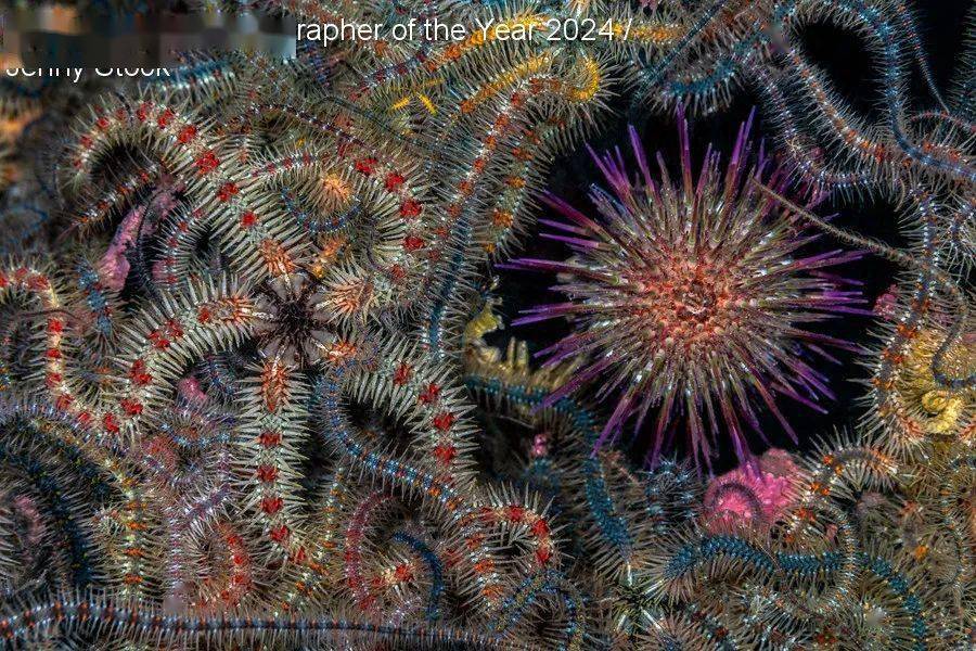 Underwater Photogra9博体育ph of the Year 2024 年度水下摄影师获奖作品集新鲜出炉！(图4)