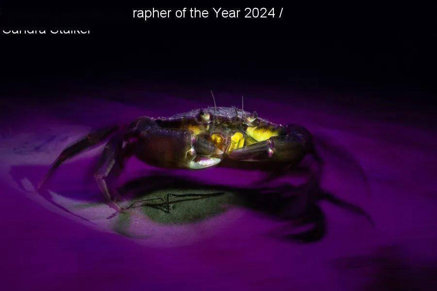Underwater Photogra9博体育ph of the Year 2024 年度水下摄影师获奖作品集新鲜出炉！(图5)